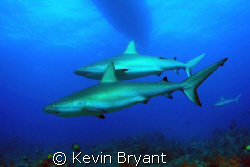 Warm  up dives before calling in the tigers at Tiger Beac... by Kevin Bryant 